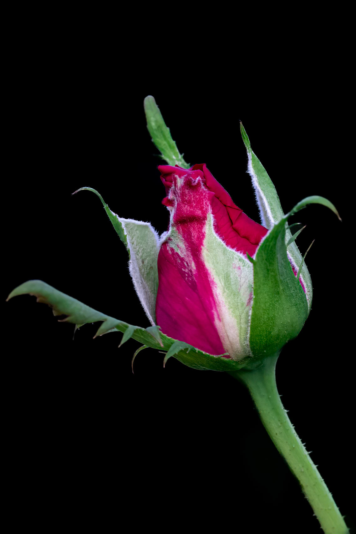 Rose 9, Brunswick County Botanical Gardens