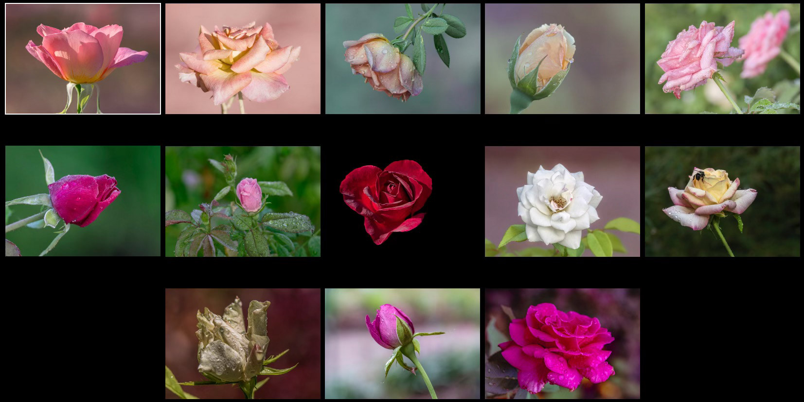 Roses