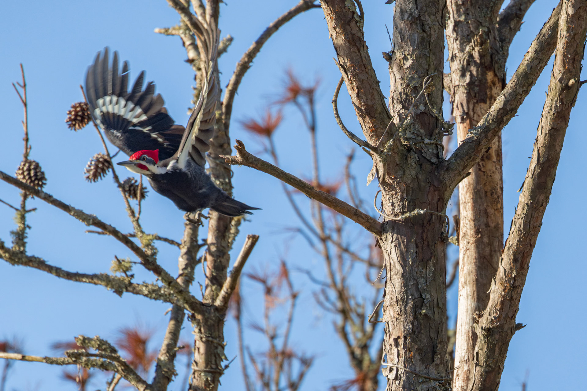 Male pileated woodpecker 4, Huntington Beach State Park, SC