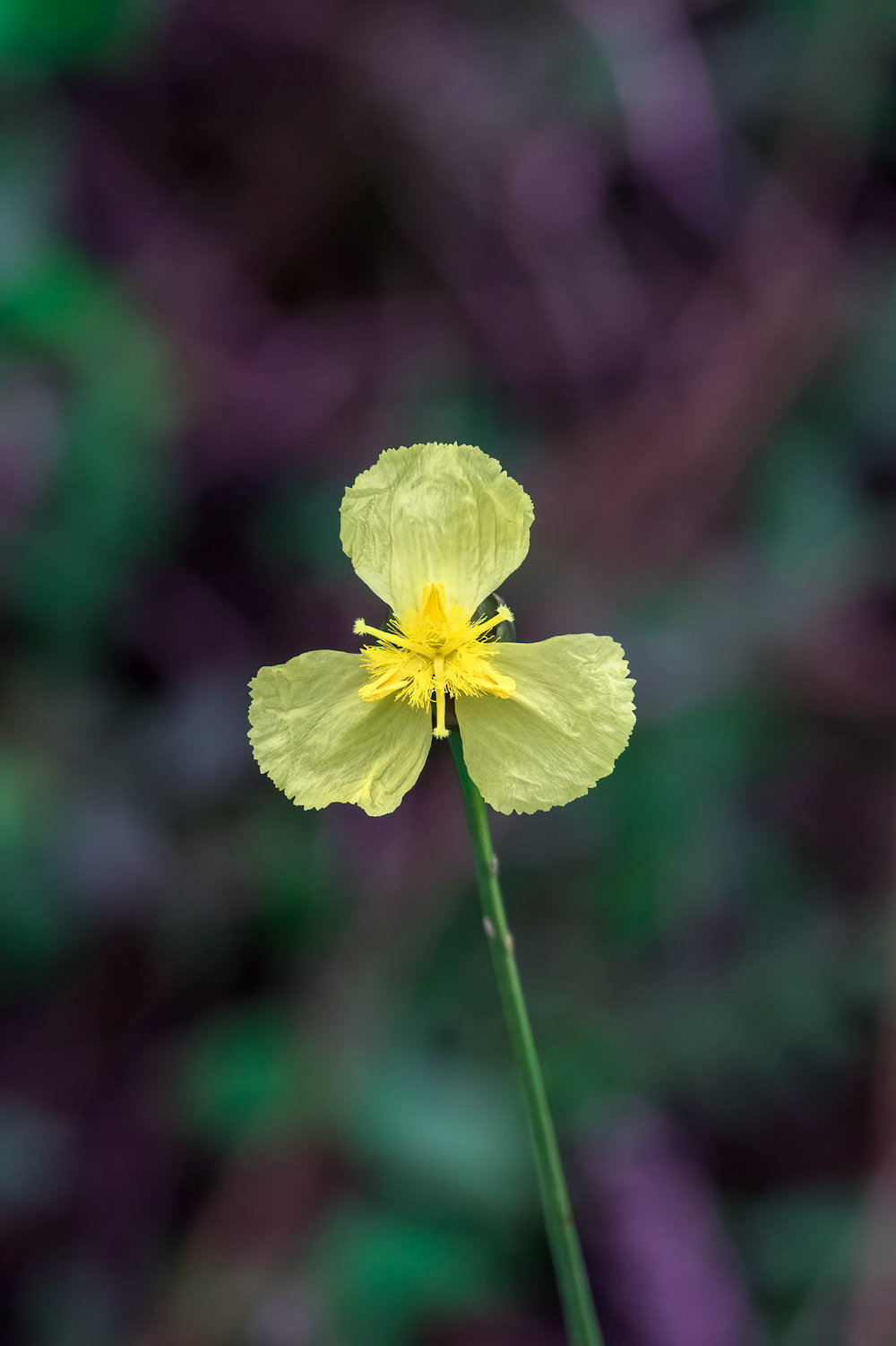 Yellow-eyed grass 3, Green Swamp Preserve