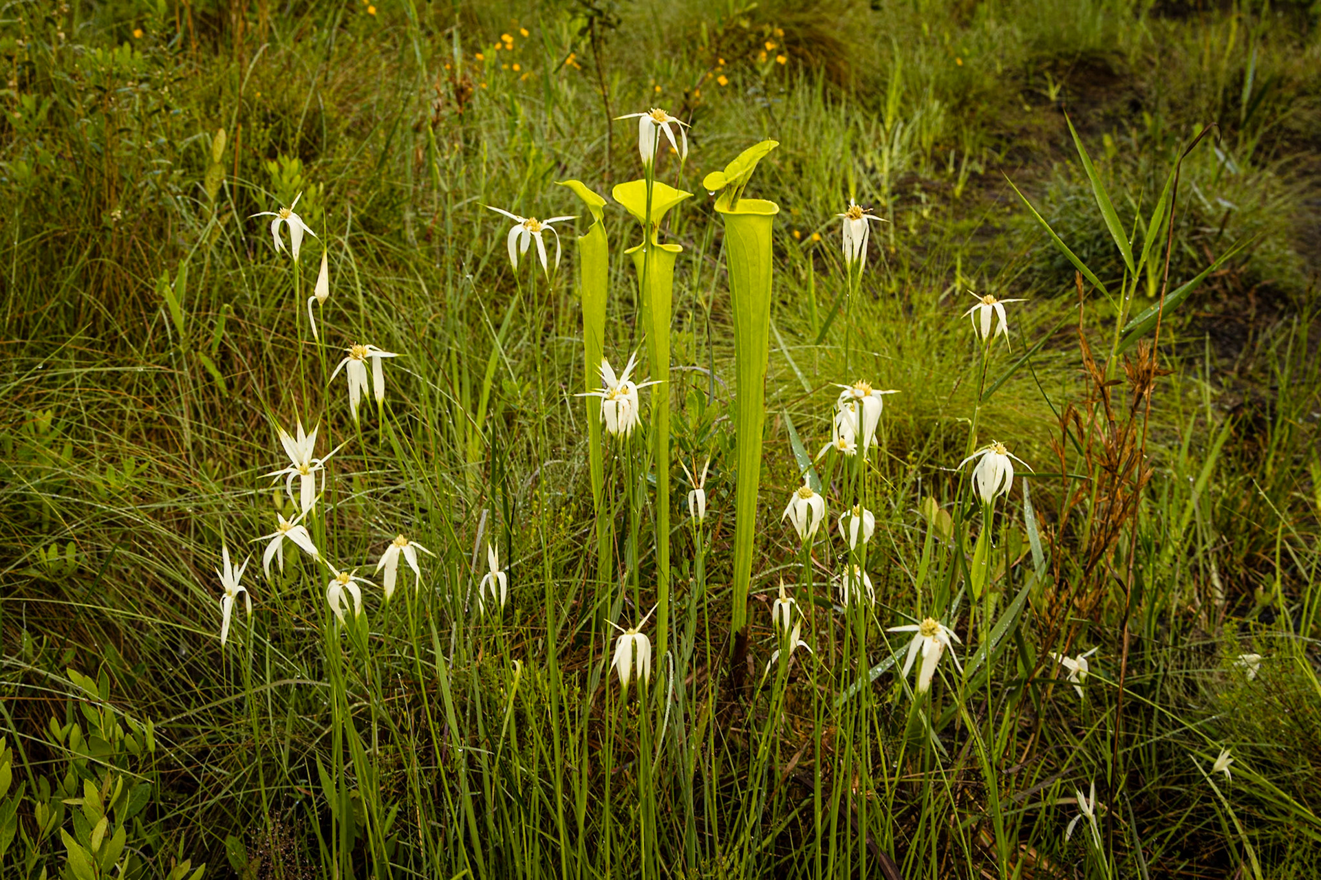 White sedge with yellow pitcher plants, Green Swamp Preserve