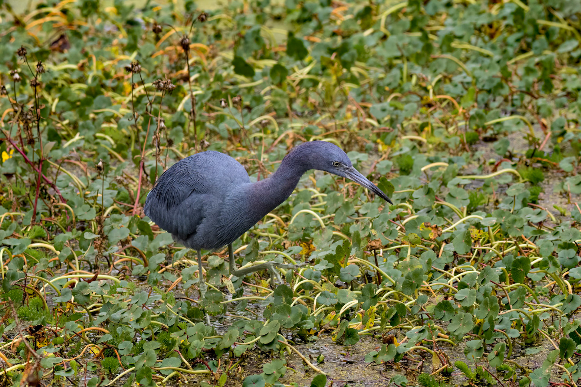Little blue heron 11, Sea tzrail