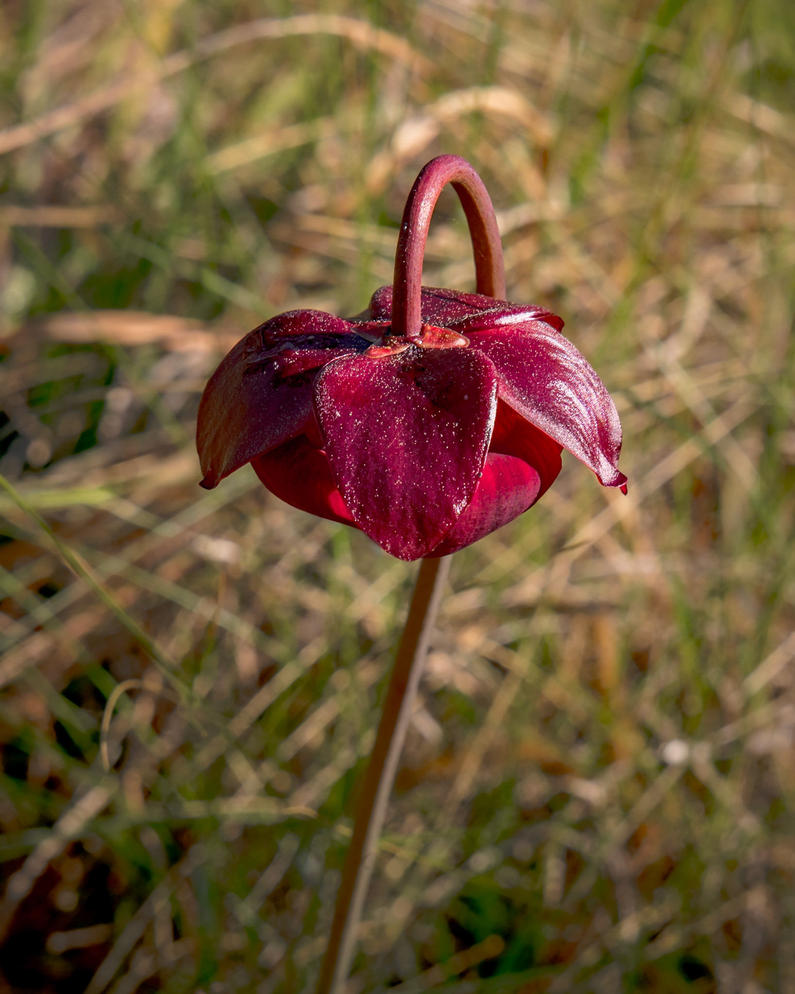 Pitcher plant bud 16, Green Swamp Preserve