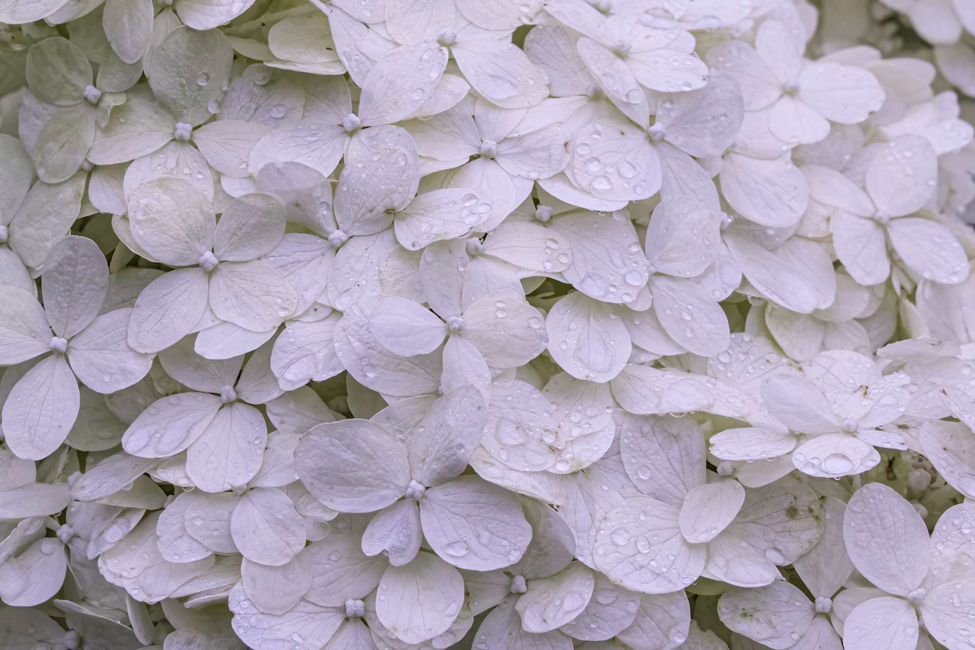 Hydrangea 2, Brunswick County Botanical Gardens