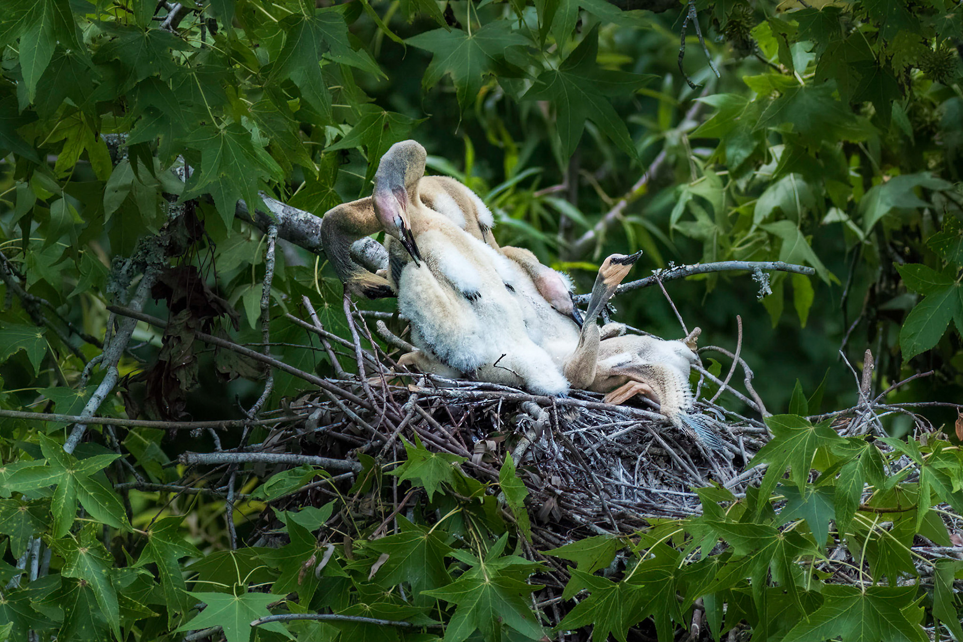 Anhinga nest 8, Sea Trail, Week of July 11, Nest 1