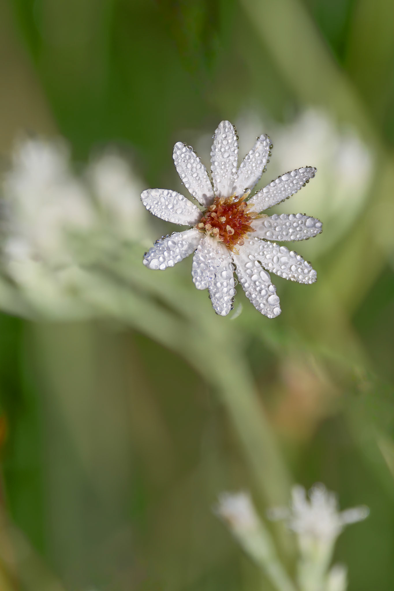 White aster 1, Green Swamp Preserve