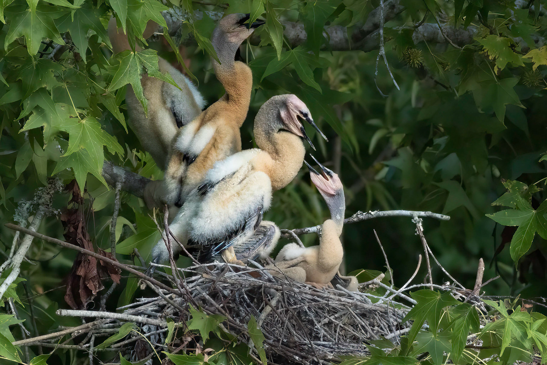 Anhinga nest 15, Sea Trail, Week of July 18, Nest 1