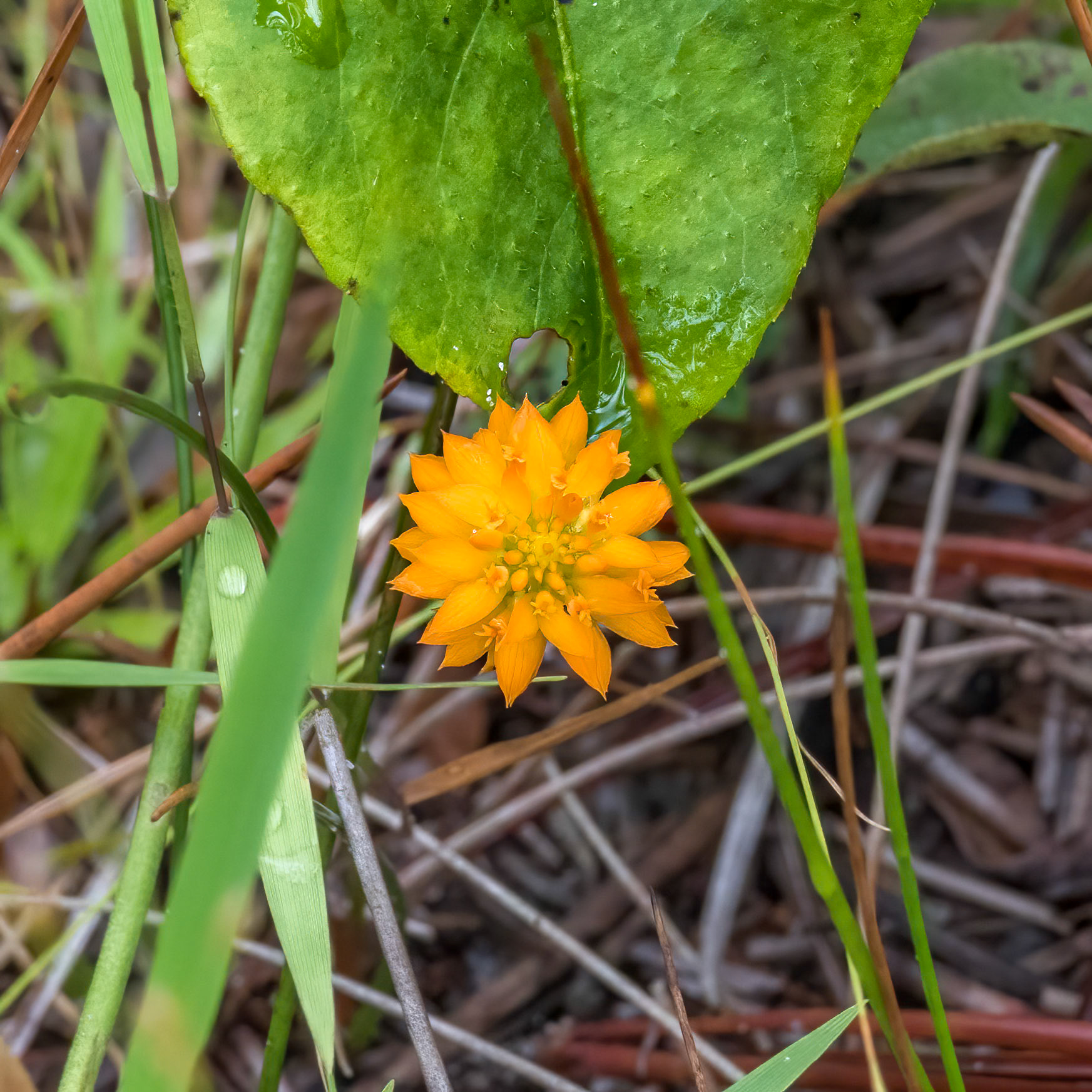 Orange milkwort 3, Green Swamp Preserve