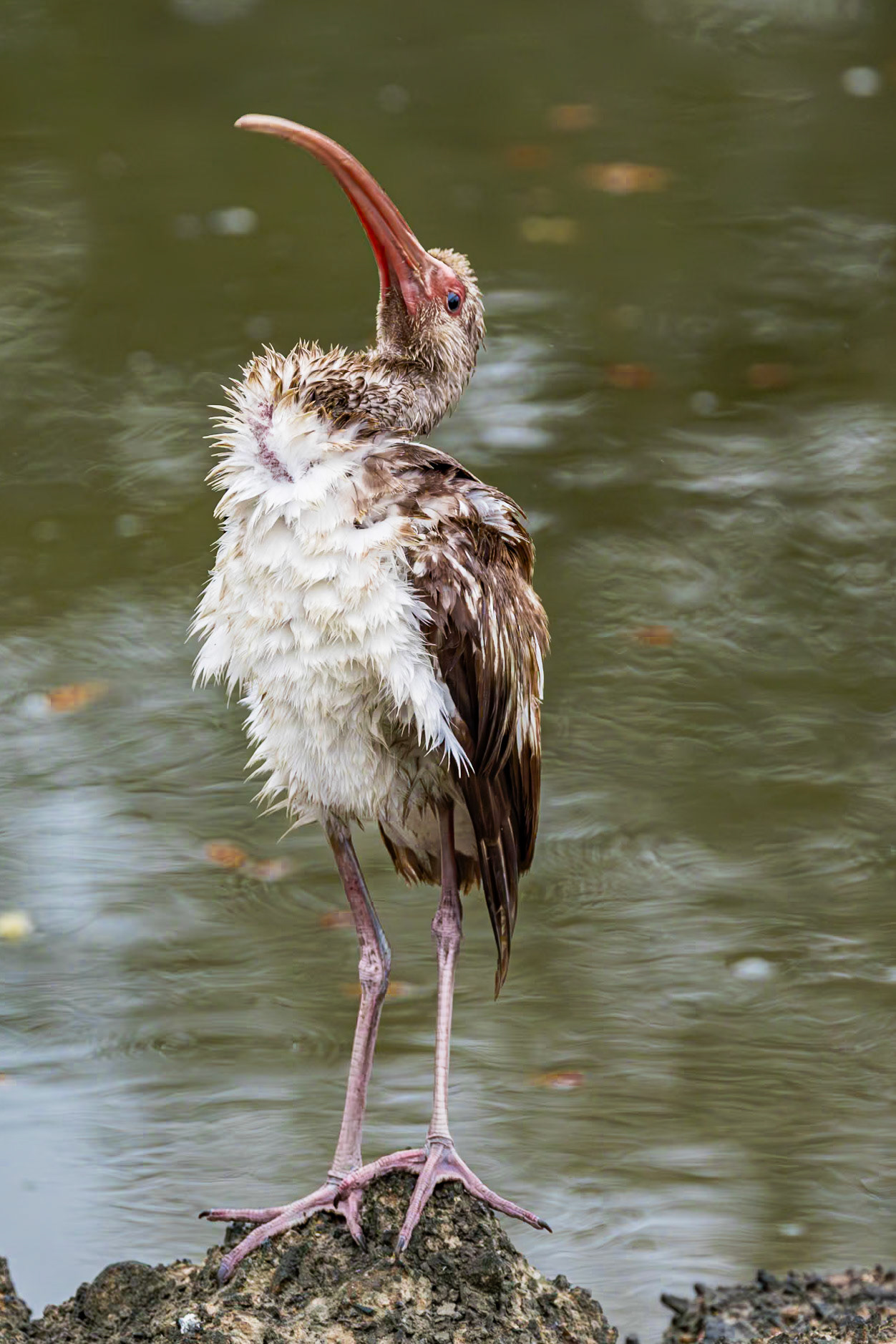 White ibis - immature 15, Magnolia Cemetery