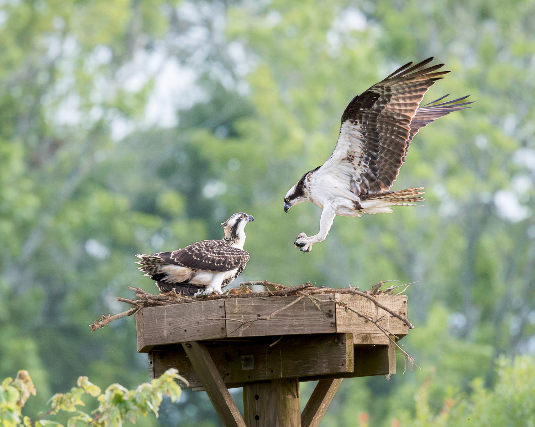 Osprey 106, Sea Trail