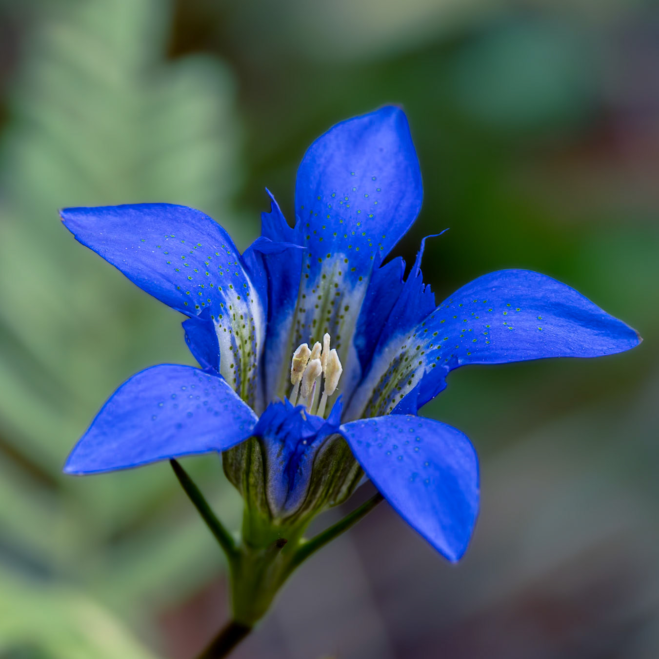 Pine barren gentian 1, Green Swamp Preserve