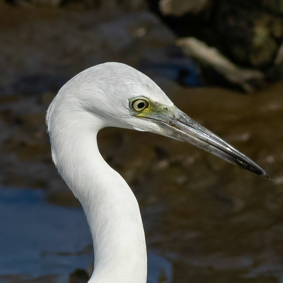 Juvenile Little blue heron 1, OIB, Gazebo behind chapel