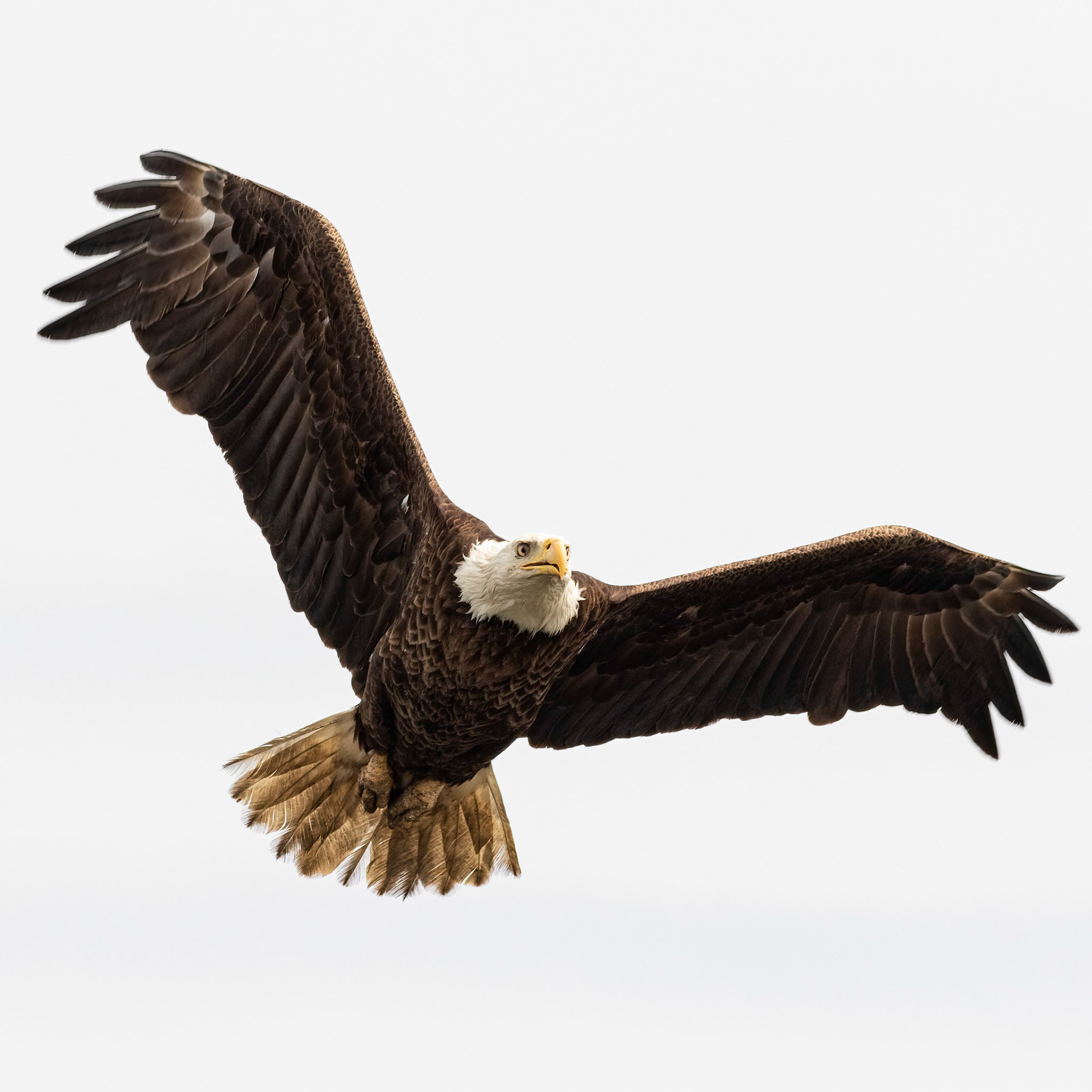 Bald Eagle 21, Carl Bazemore Platform, Sunset Beach