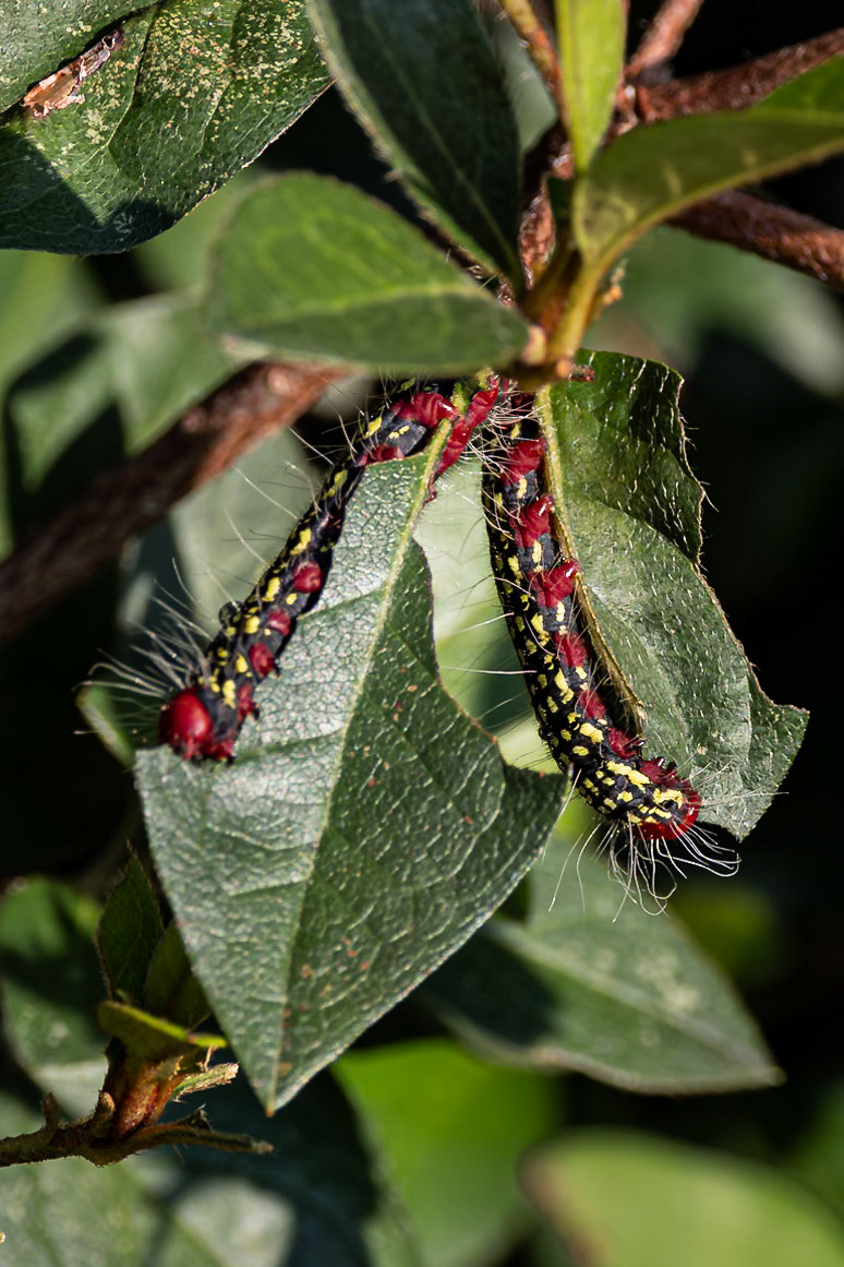 Azalea caterpillar 3, Private home in Calabash, NC