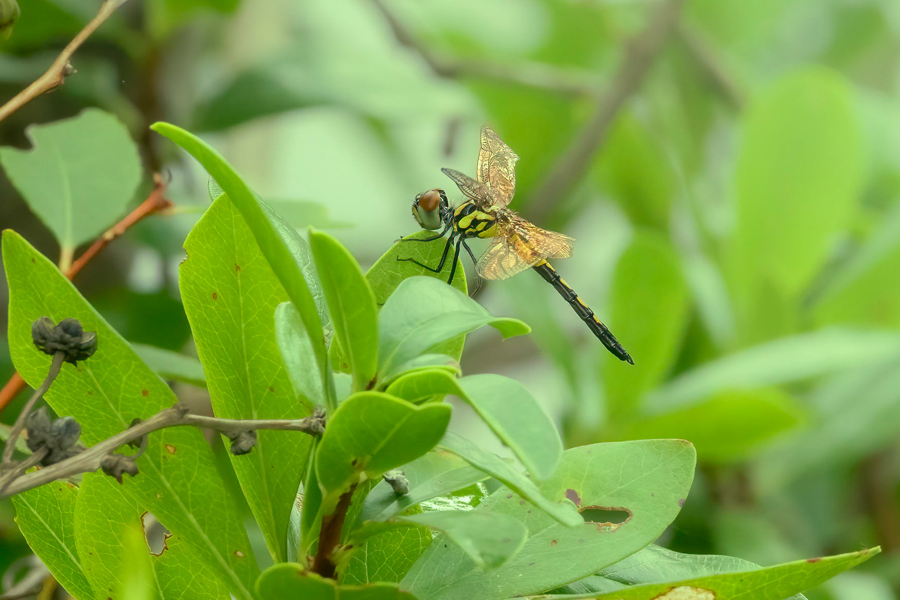 Amanda's Pennant 3, female, Green Swamp