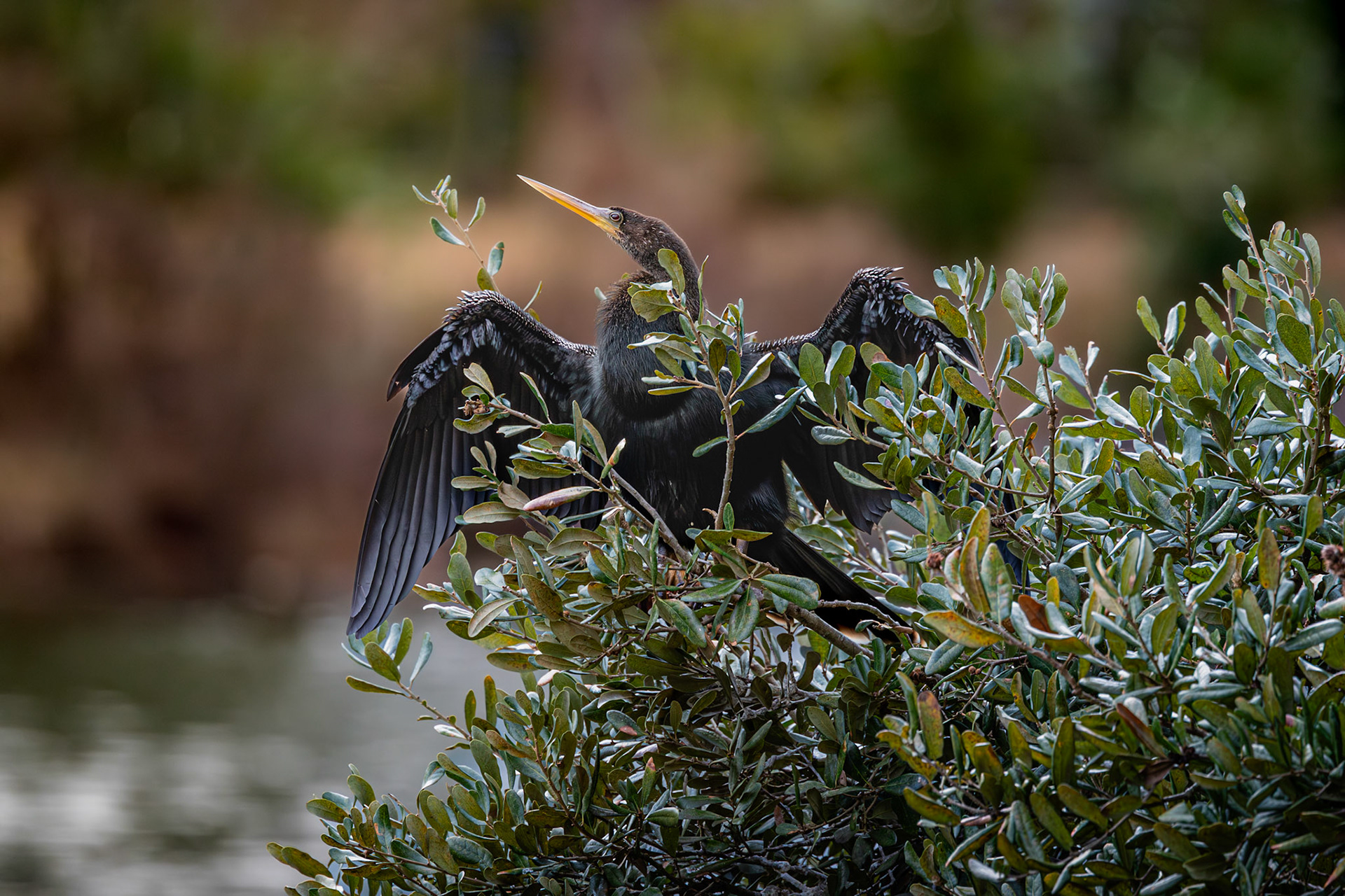 Anhinga 34a, Airlie Gardens