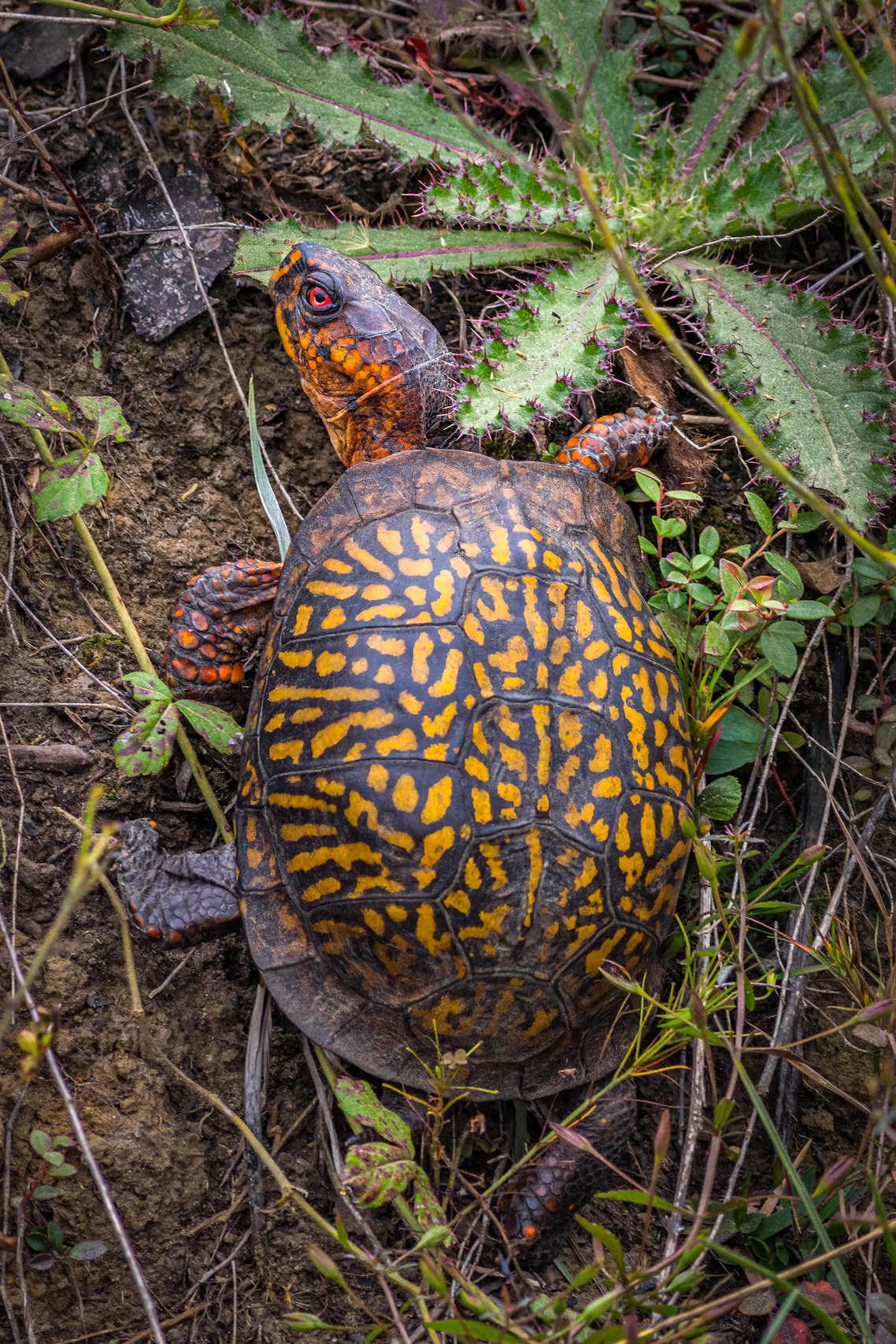 Eastern box turtlte, Near Green Swamp Preserve