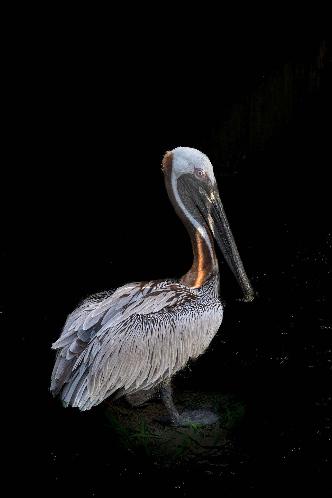 Pelican 1, Sea Biscuit Wildlife Shelter