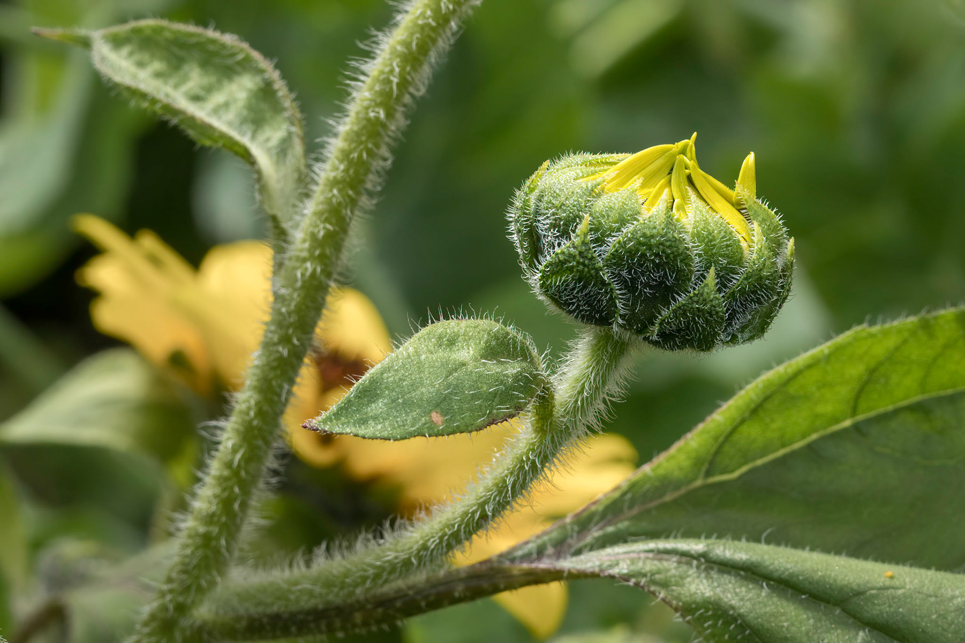 Sunflower 2, Brunswick County Botanical Garden