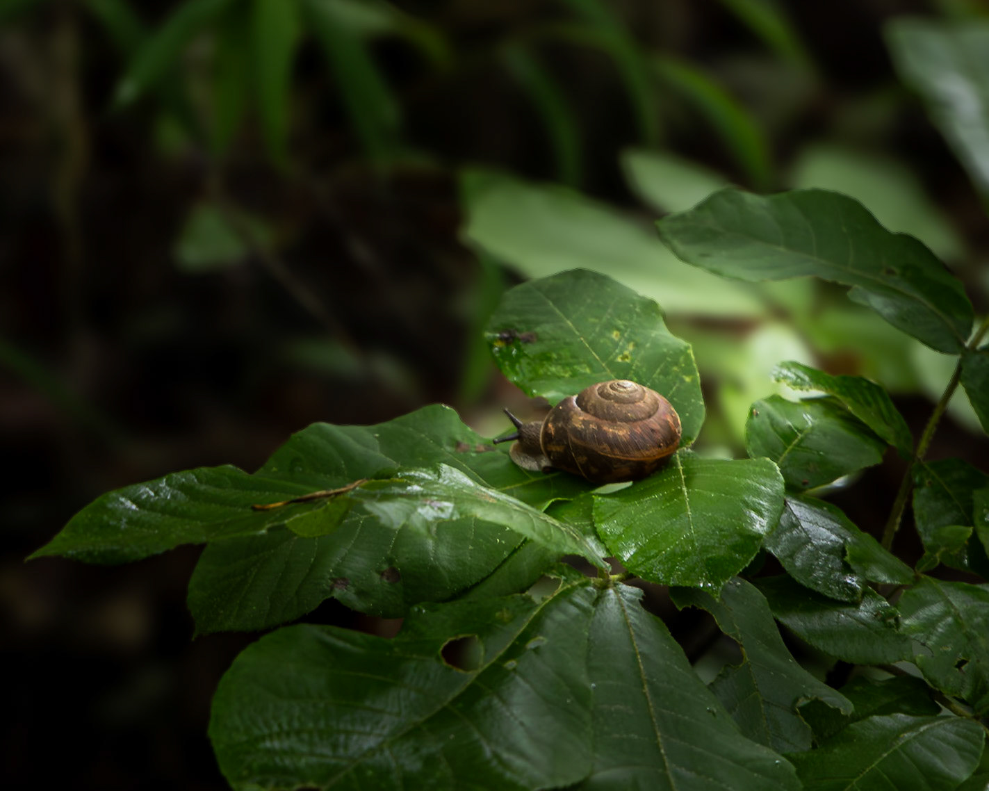 Snail 1, Station Cove Falls, SC