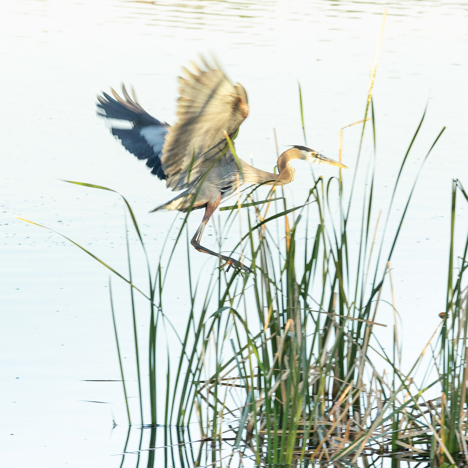 High Key Great Blue Heron 1, Carl Bazemore platform, Sunset Beach, NC