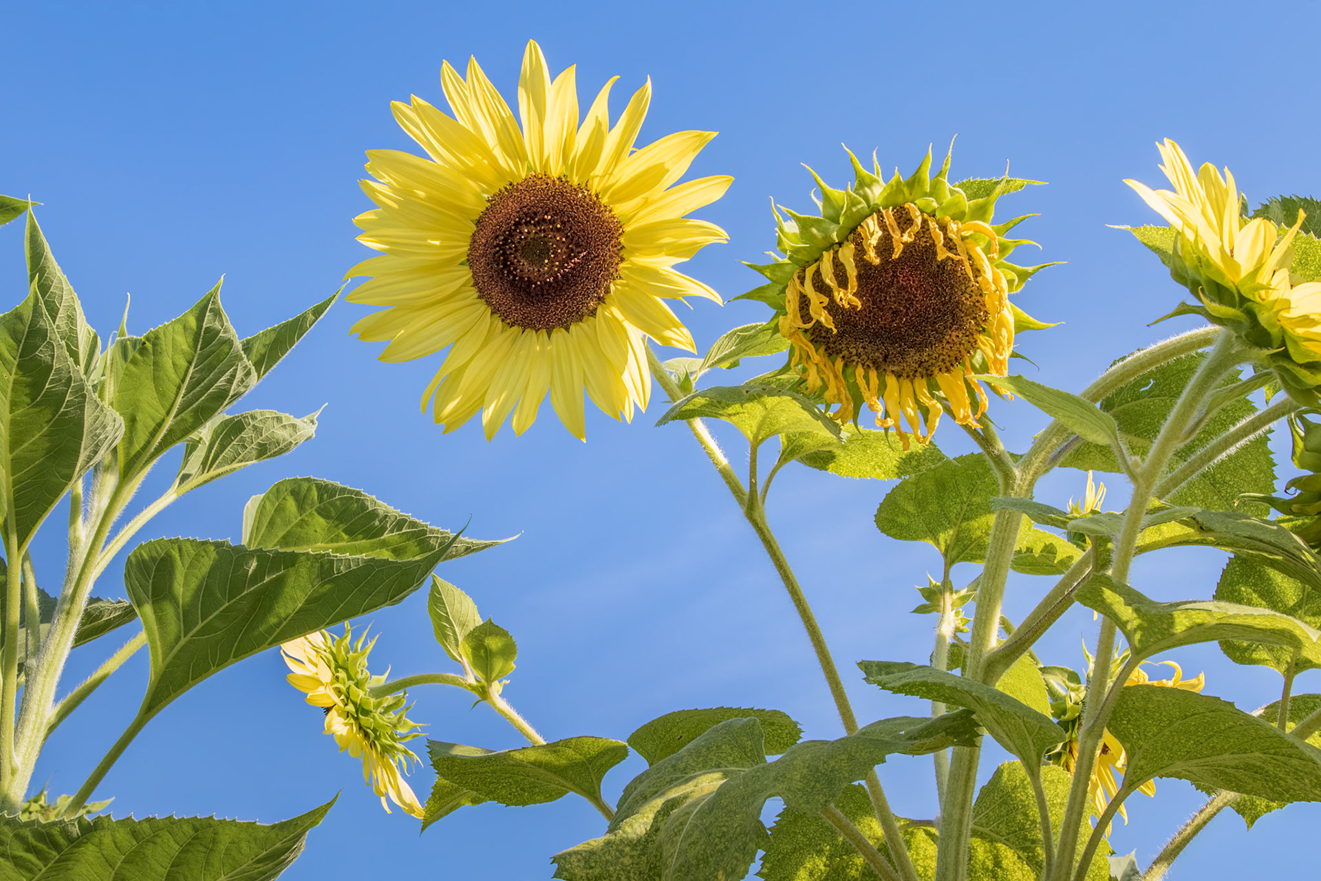 Sunflower 11, Brunswick County Botanical Garden