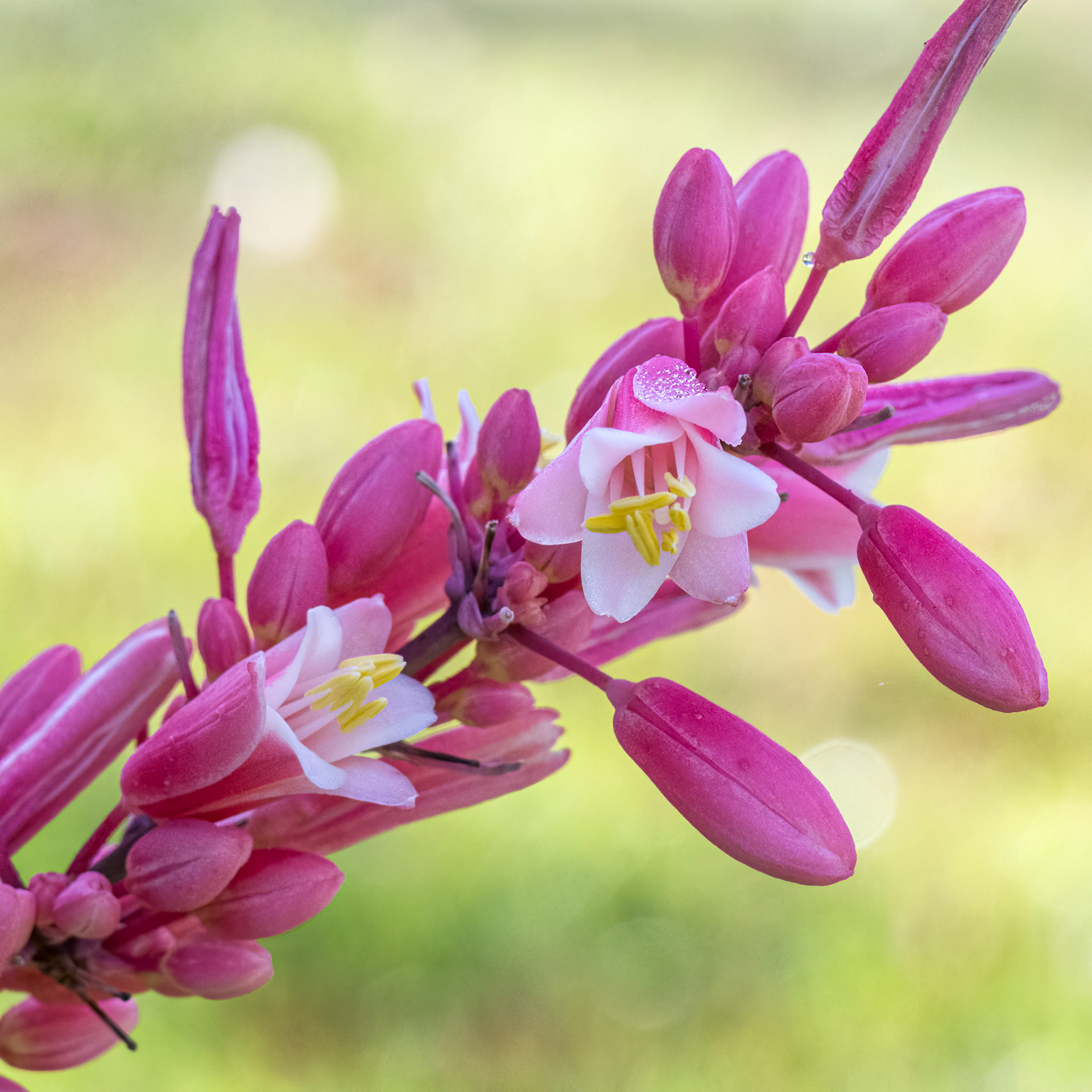 Red yucca 2, Brunswick County Botanical Gardens