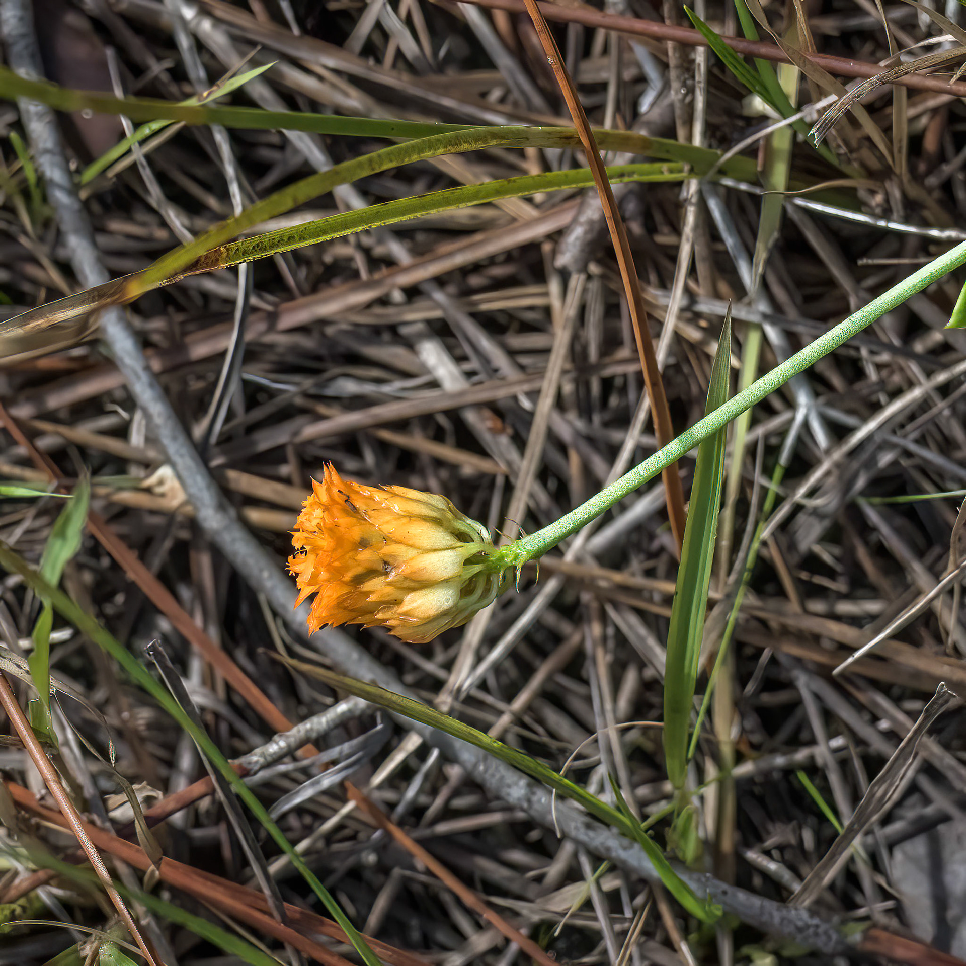 Orange milkwort 2, Green Swamp Preserve