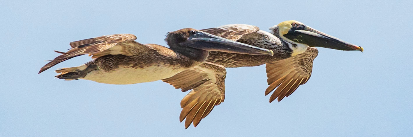 Pelican 47 , OIB east end