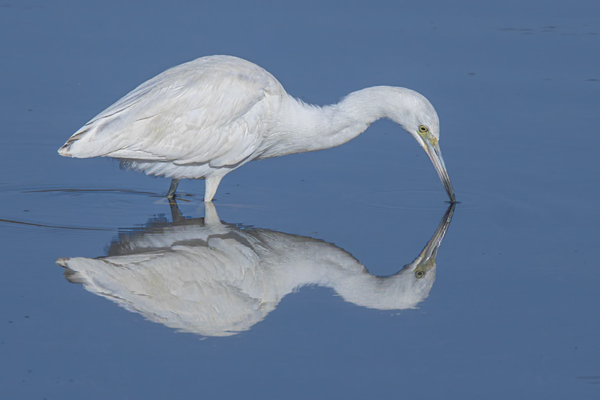 Little Blue Heron - juvenile, 26, Huntington Beach State Park, SC