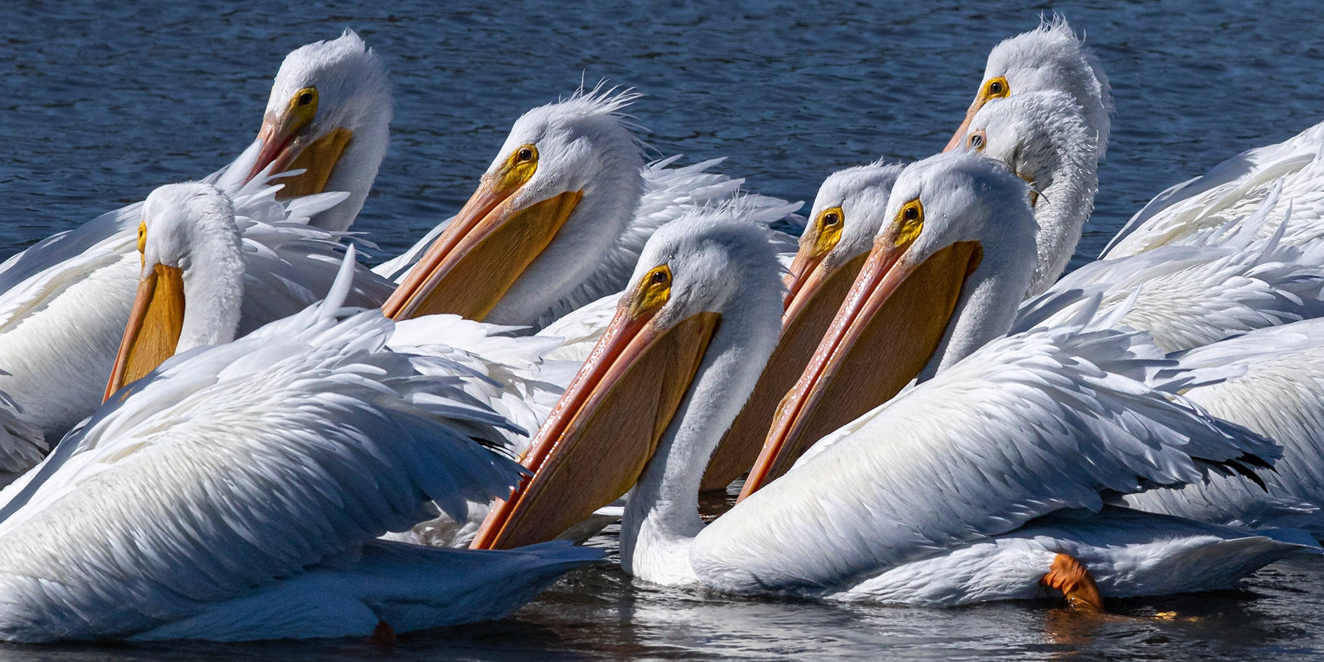 White pelicans 4, Huntington Beach SP, SC