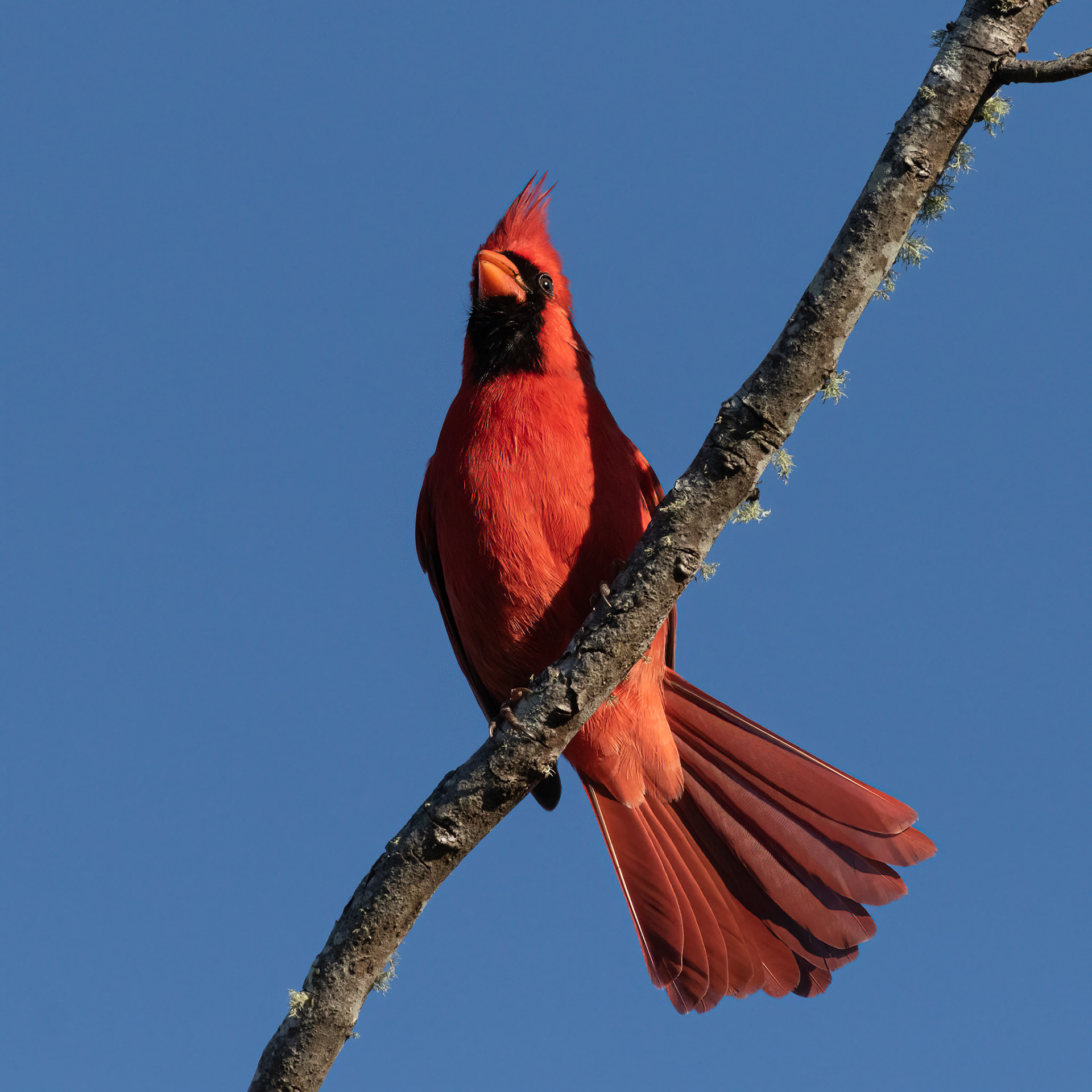 Cardinal 1, Huntington Beach SC