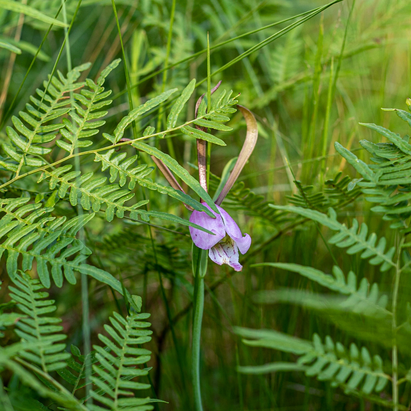 Coastal plain spreading pogonia orchid 0, Green Swamp Preserve