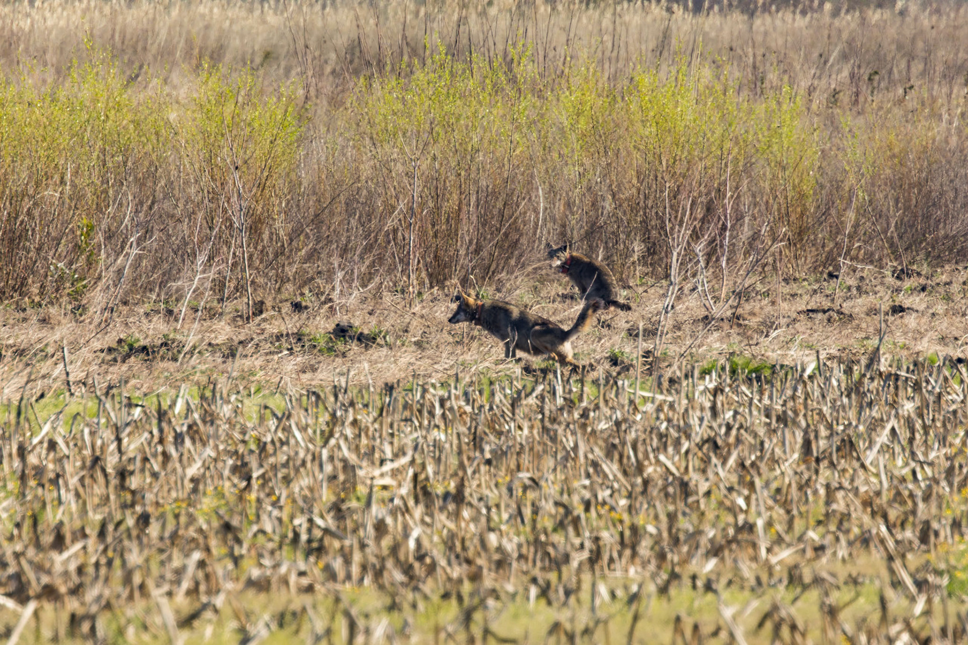 Red wolves 2, Alligator River NWR