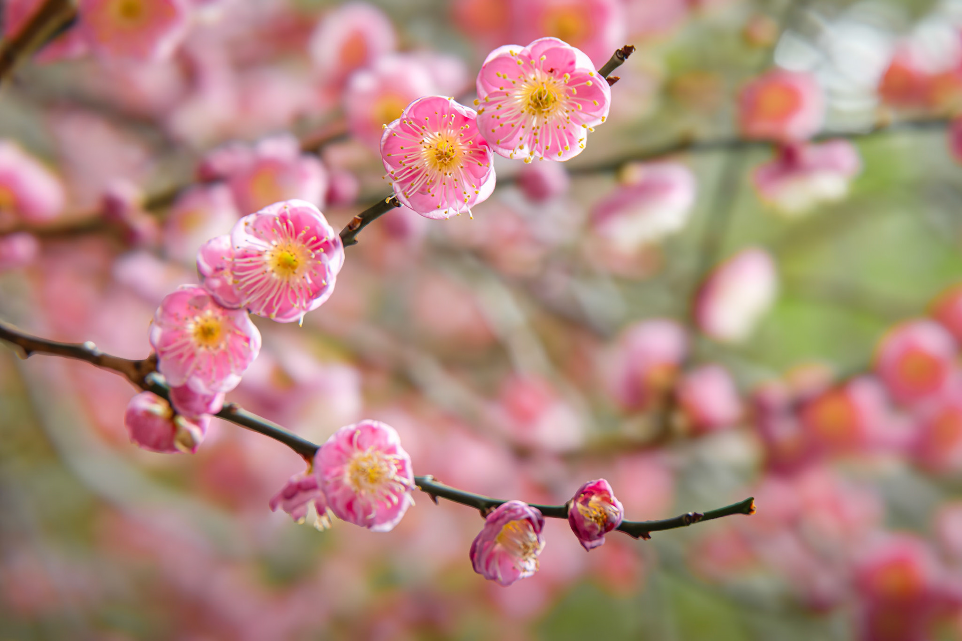 Flowering apricot 2, Airlie Gardens