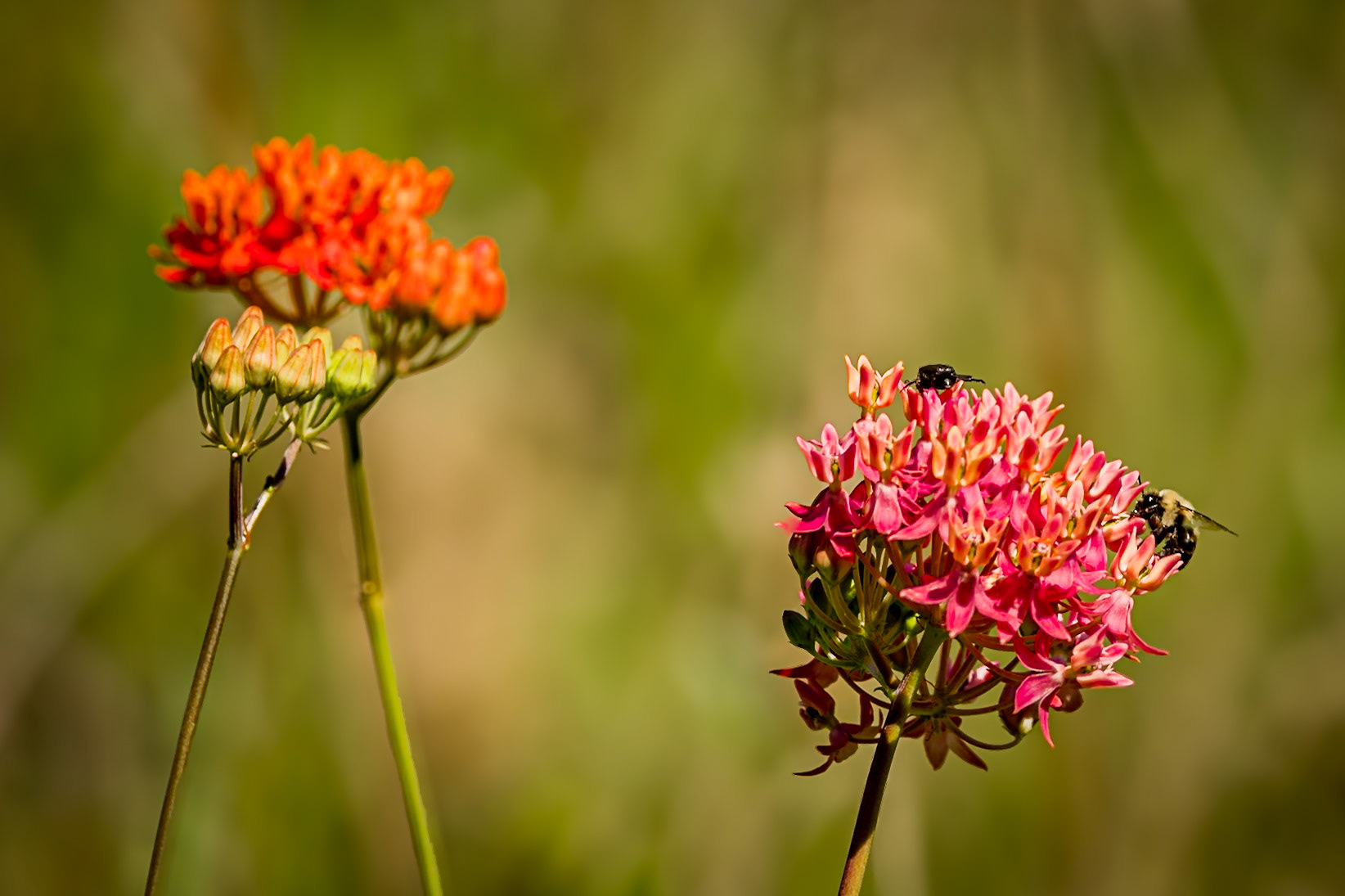 Purple savannah milkweed 2, Greater Green Swamp Area