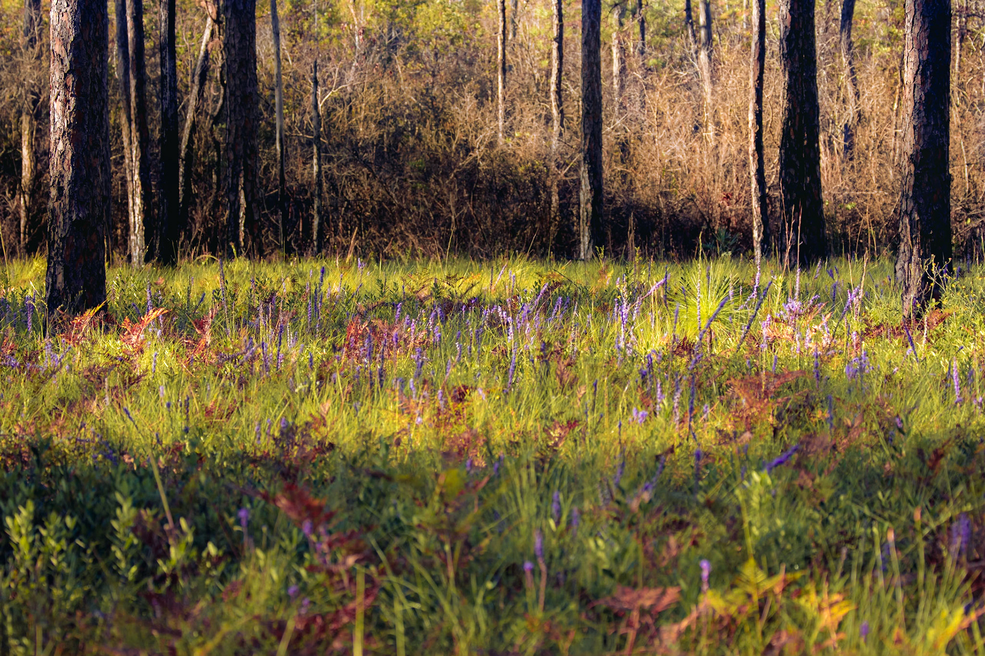 Pine barren 9, Green Swamp Preserve