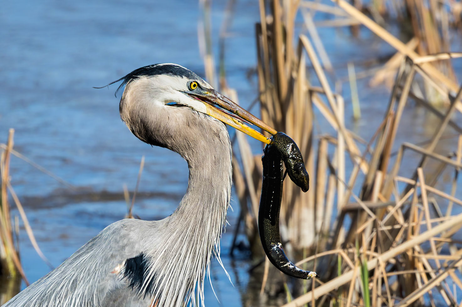 Great blue heron 80, Huntington Beach State Park, SC