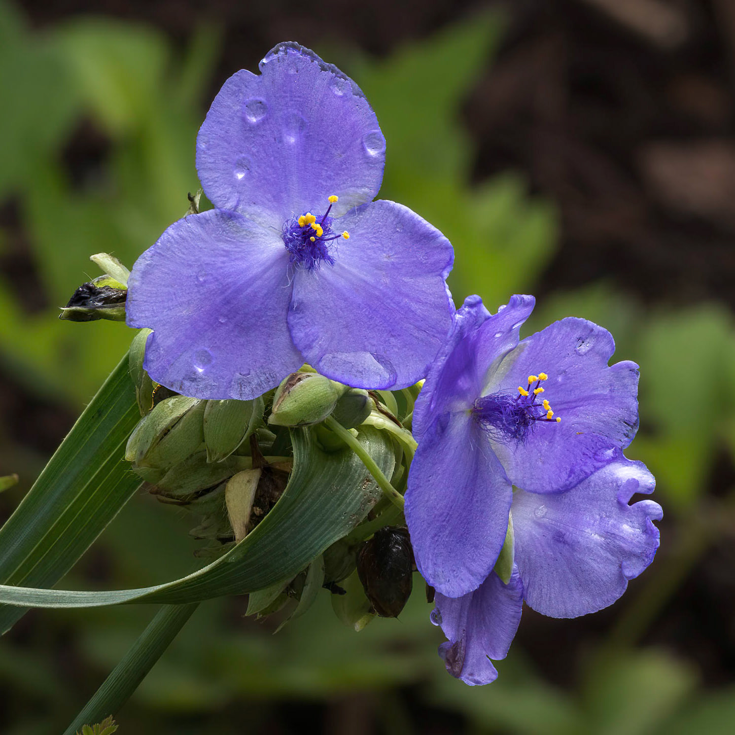 Spiderwort 1, Brunswick County Botanical Gardens