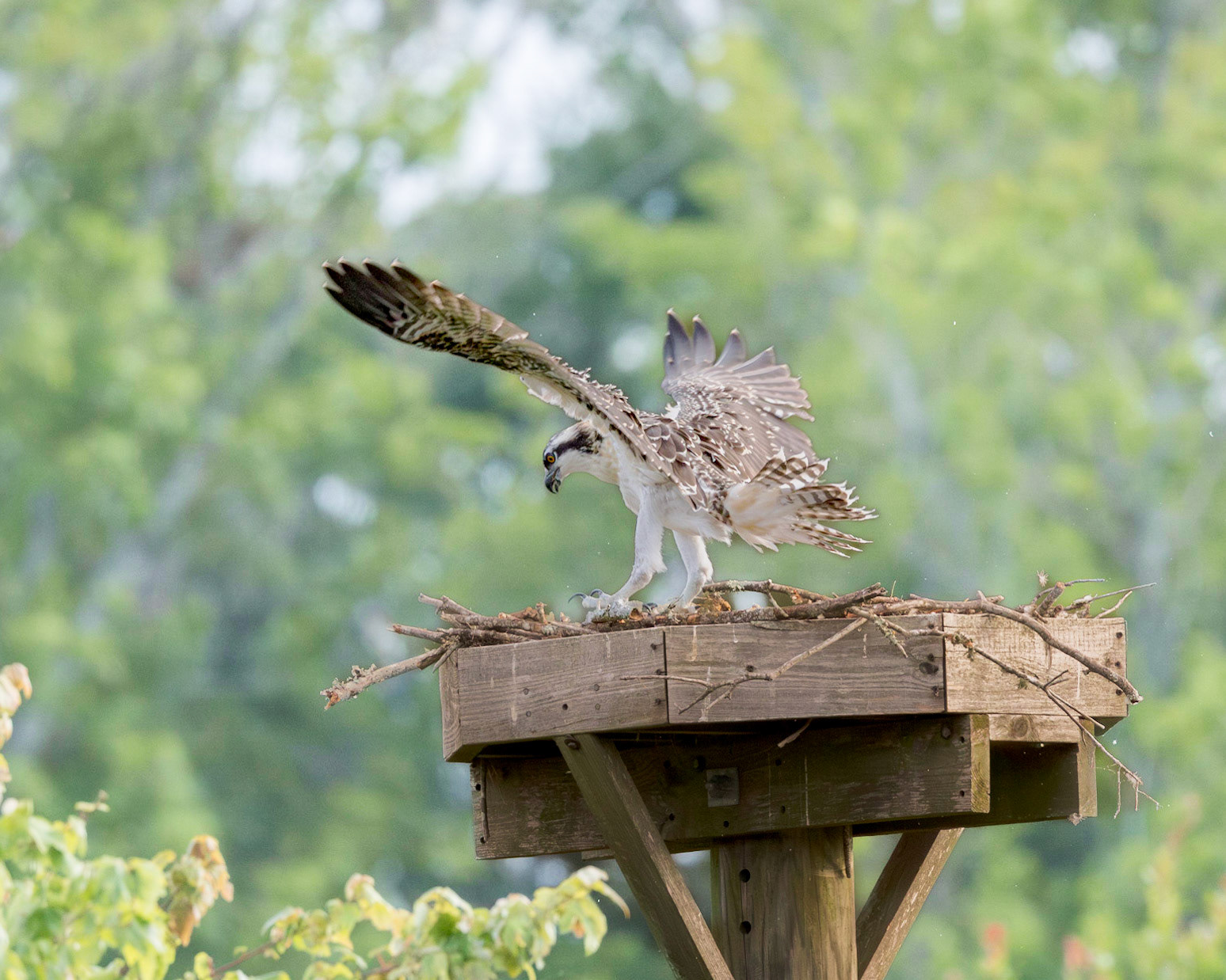 Osprey 105, Sea Trail