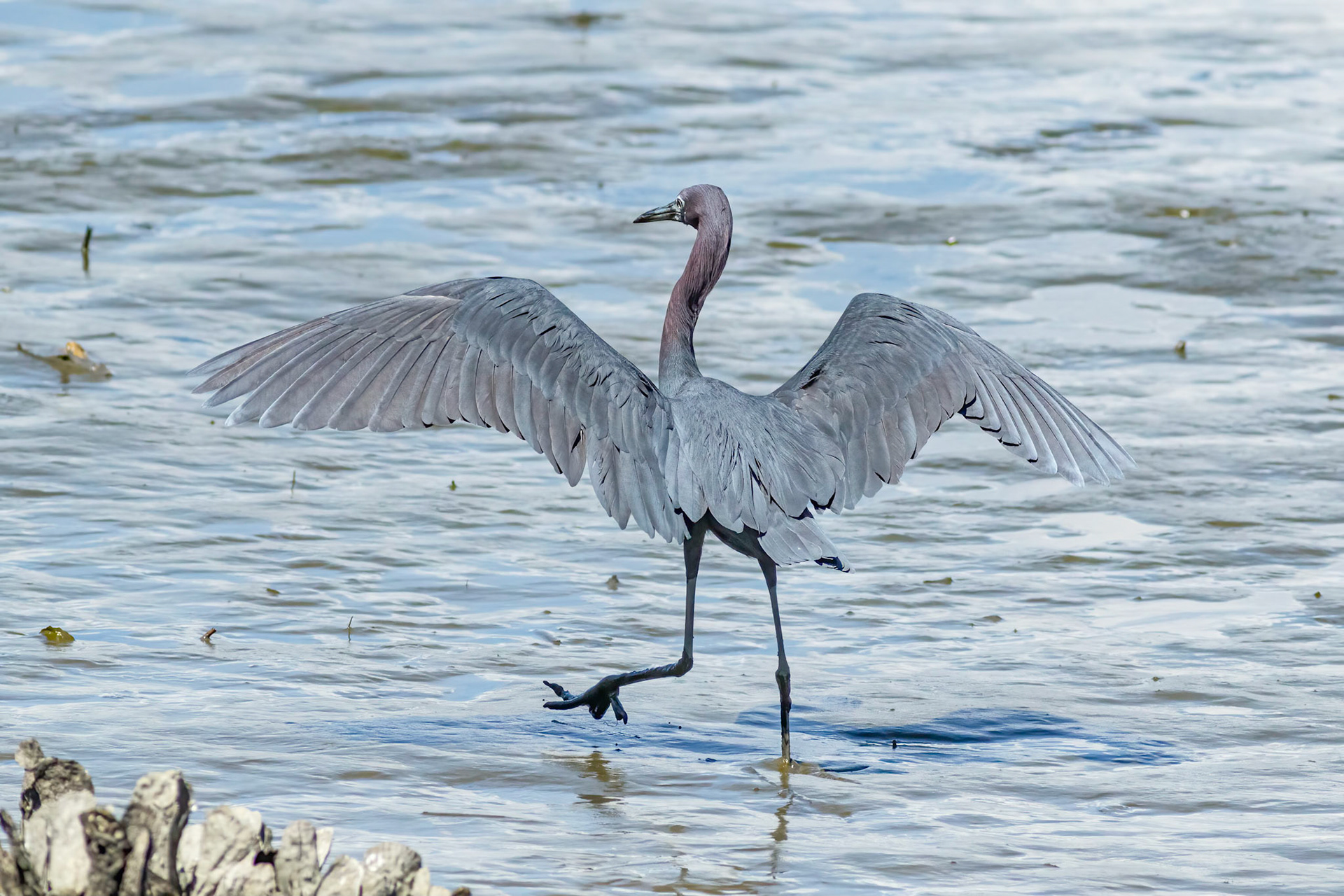 Little blue heron 3 , OIB gazebo behind chapel