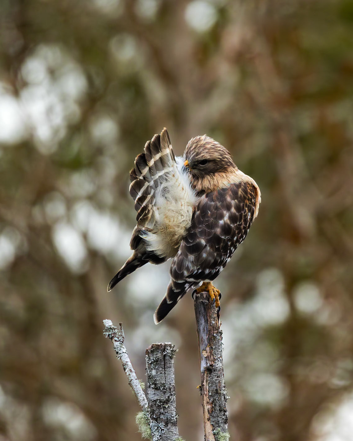 Red shouldered hawk 1, Magnolia Plantation Audubon Swamp Garden