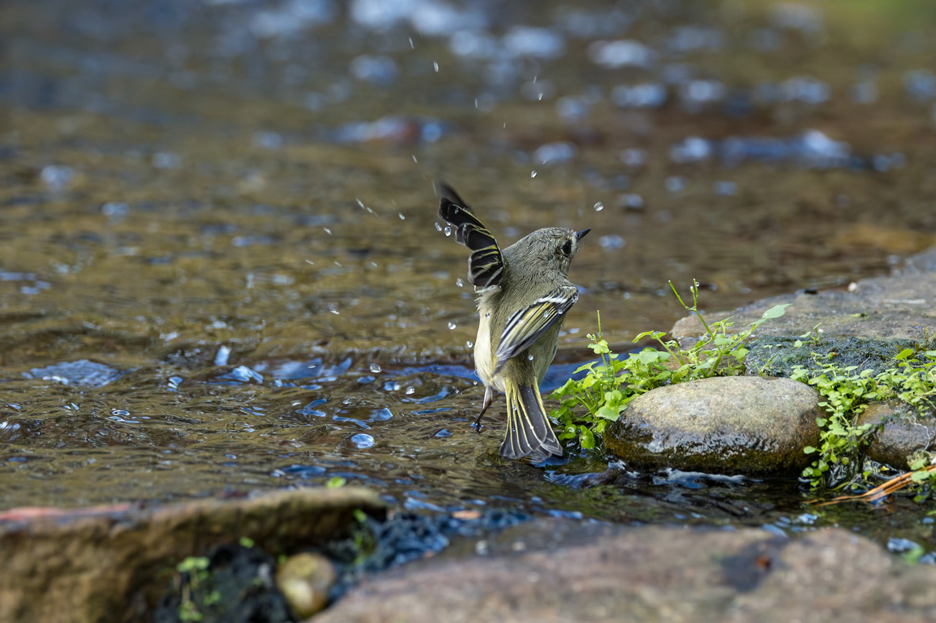Ruby crowned kinglet 5, The Nuth House, Clemson, SC