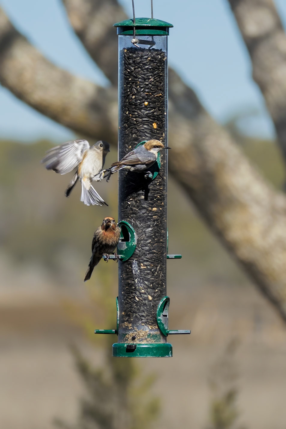 Finch, tufted titmouse, brown headed huthatch, Huntington Beach State Park