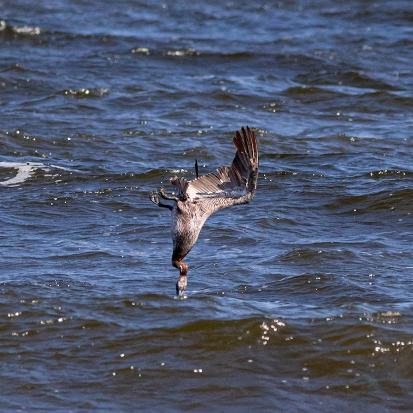 Pelicans Diving 13, OIB