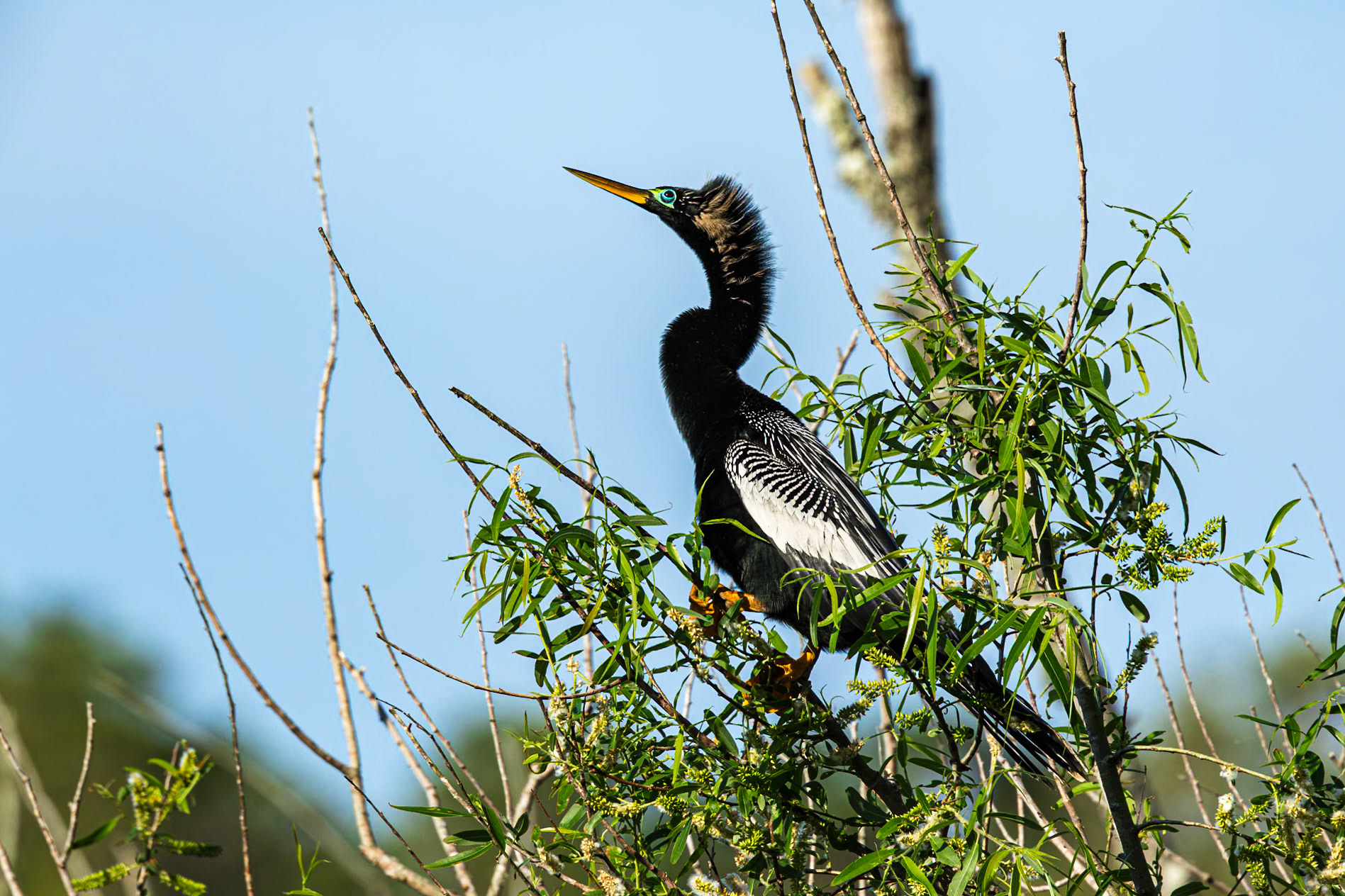 Anhinga 32, Huntington Beach State Park