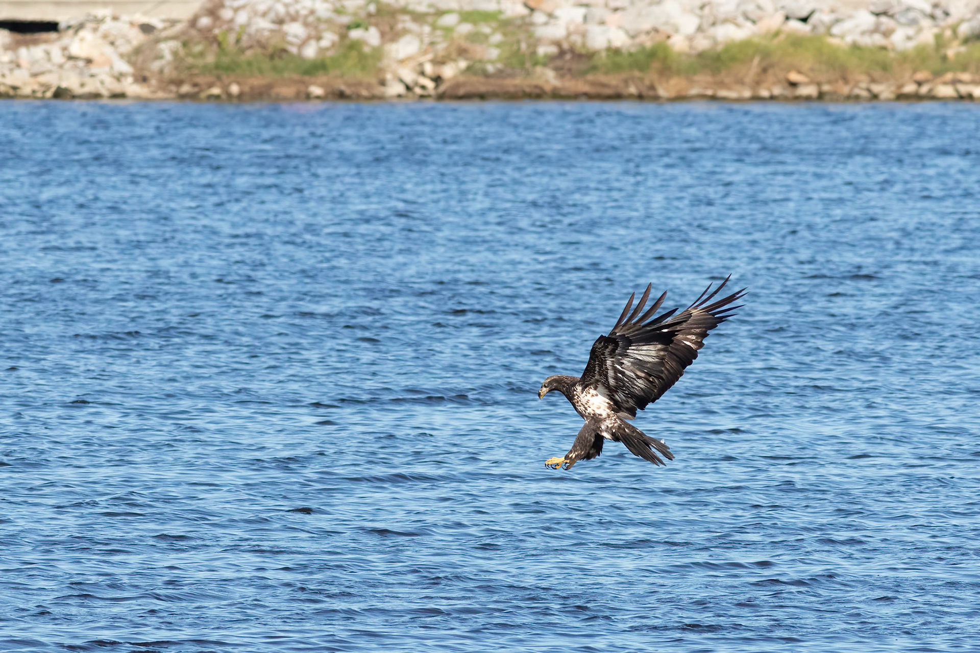 Bald eagle 15, Juvenile, Huntington Beach SC