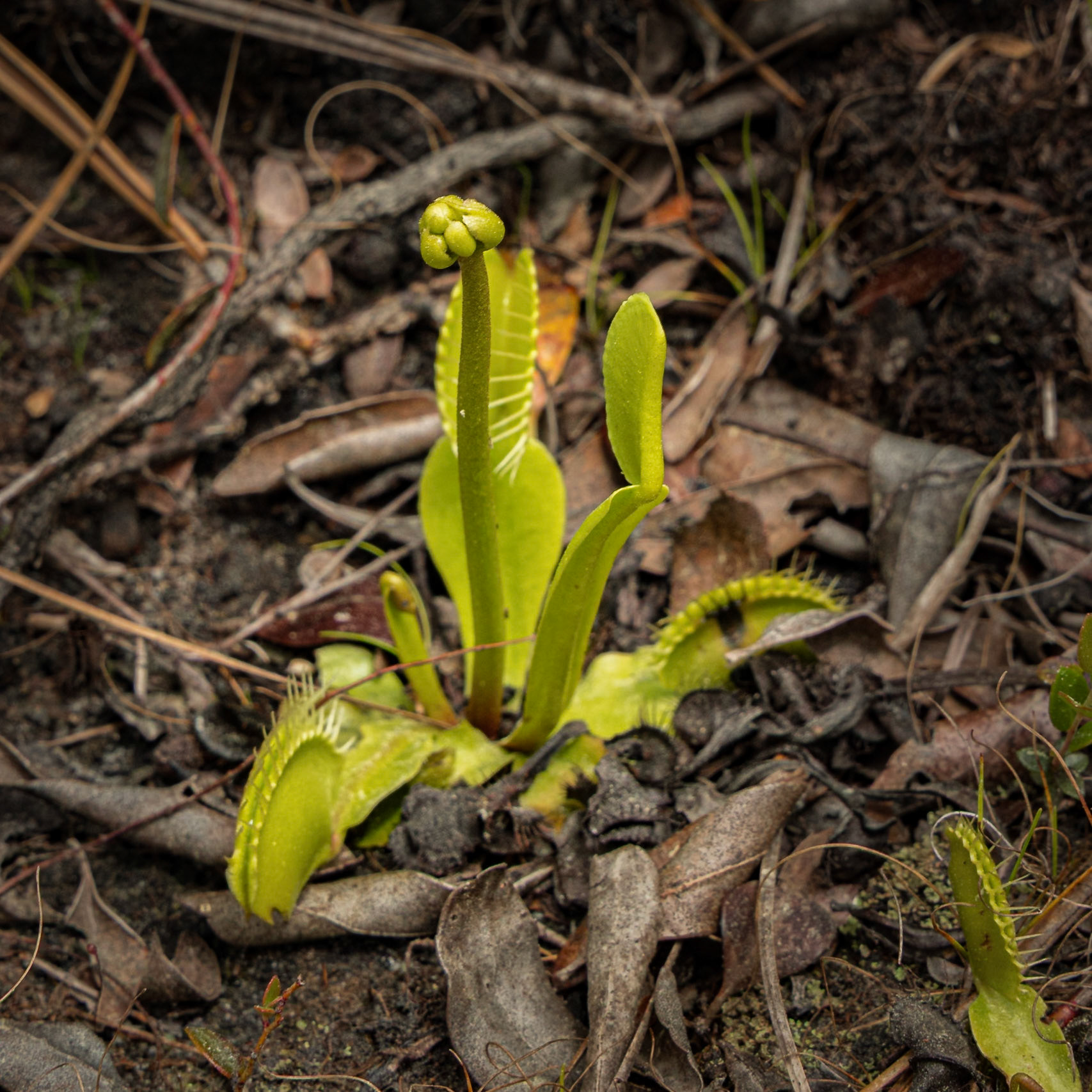 Venus flytrap 10, Green Swamp Preserve