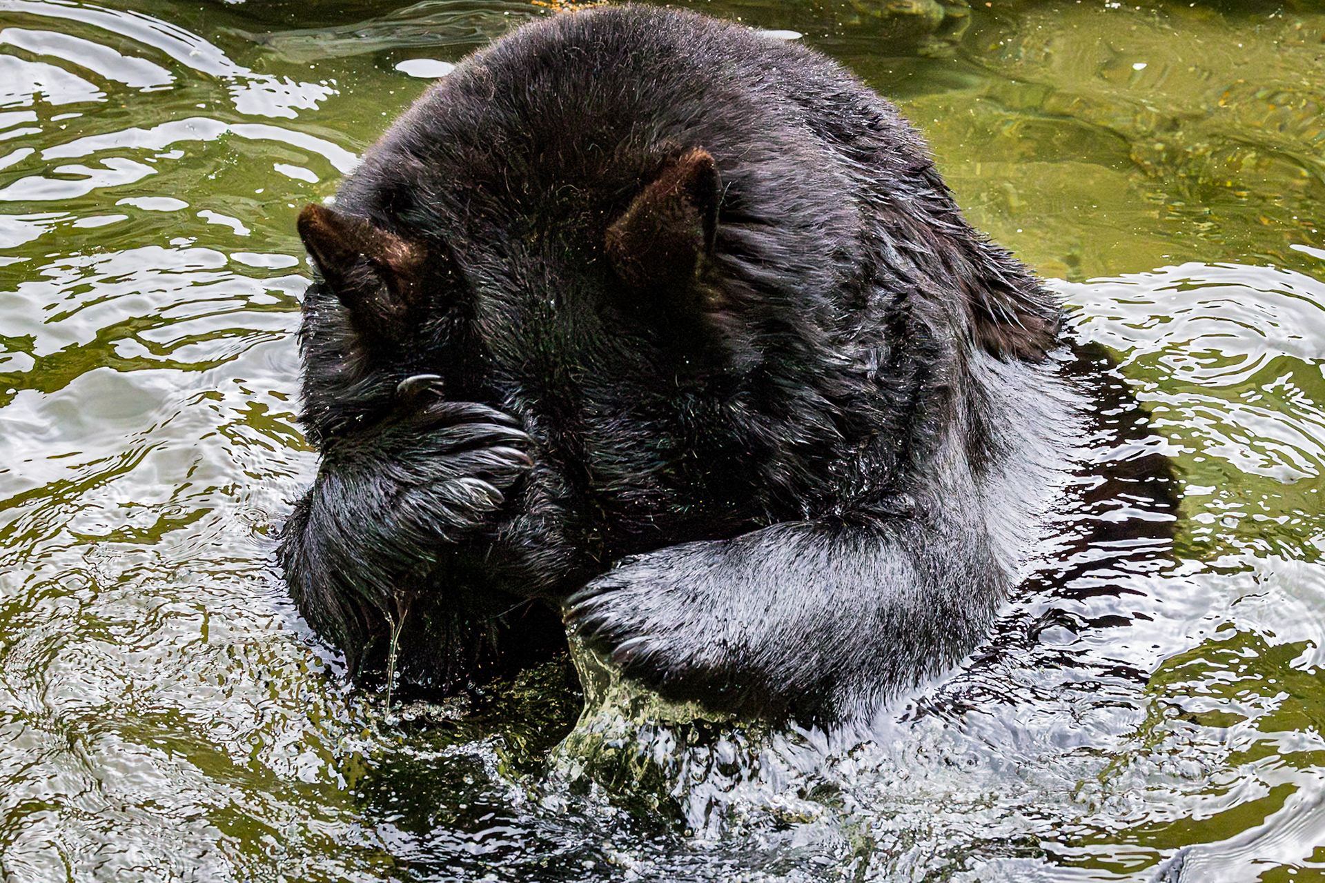 Black bear 11, Grandfather Mountain, NC
