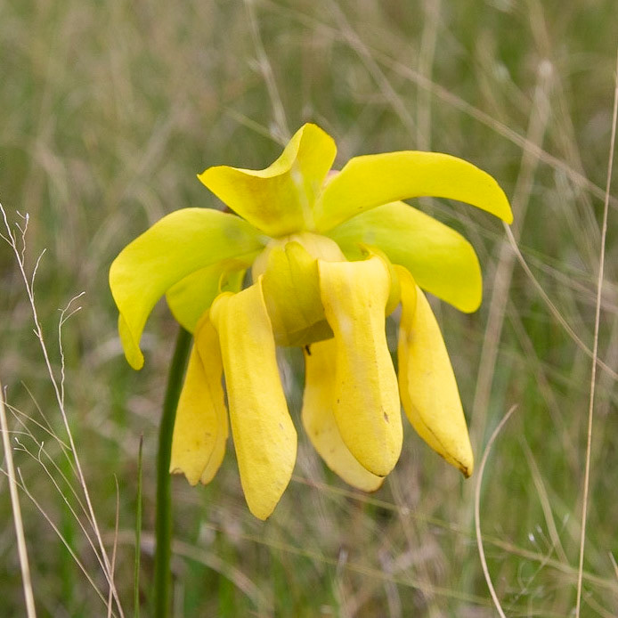 Hooded pitcher plant, Greenswamp Carnovorous 11